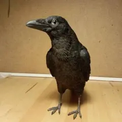 カラス フィギュア 置物 リアル 雑貨　陶器　バード　野鳥　鬼滅　ハロウィンのサムネイル