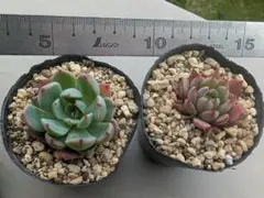 桜峰様 リクエスト 3点 まとめ商品