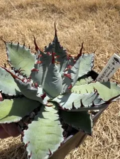 2026年最新】屈原の舞扇の人気アイテム - メルカリ