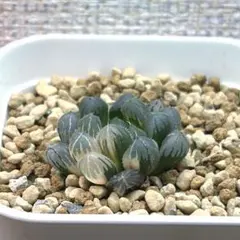 2026年最新】ハオルチアオブツーサ錦の人気アイテム - メルカリ