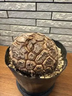 No.717 Dioscorea elephantipes アフリカ亀甲竜 実生 - メルカリ