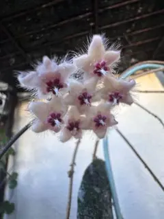 Hoya caudata 'Sumatra' ホヤ カウダータ スマトラのサムネイル