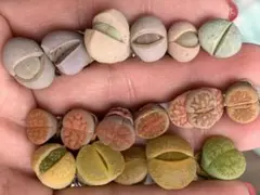 ブタちゃん様 リクエスト 2点 まとめ商品