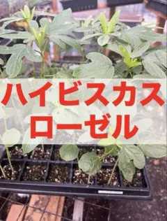 ダニエル様 リクエスト 2点 まとめ商品