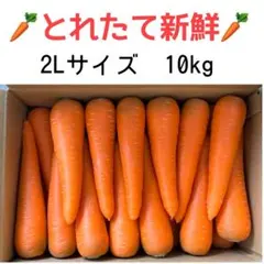 15 砂地栽培　新鮮な柔らかい大きな　人参　2Lサイズ　10kg 農家直送のサムネイル