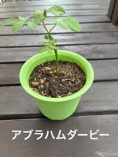 アブラハムダービー　挿し木苗　 発根済みのサムネイル