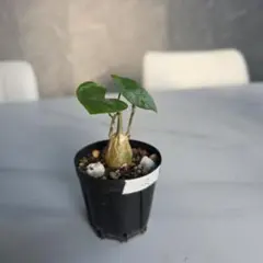 Begonia montis-elephantis LA便 原種ベゴニア - メルカリ