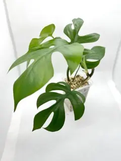 超希少Rhaphidophora Tetrasperma Migmaトップカット 2025年最新