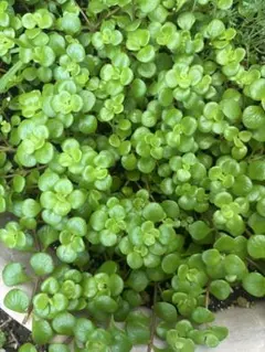 多肉植物 セダム ミモザ 2cm以上 25カット＋α 寄せ植え - メルカリ