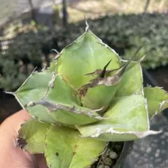 アガベ　黒豹