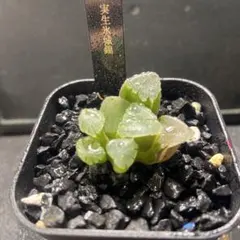 2026年最新】ハオルチア氷の人気アイテム - メルカリ