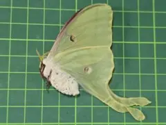 39mikuni3925様 リクエスト 2点 まとめ商品