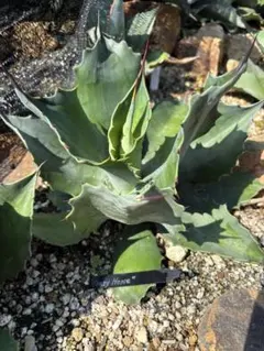 2026年最新】サルミアナの人気アイテム - メルカリ