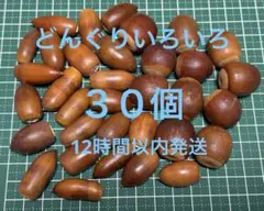 どんぐりいろいろ 30個