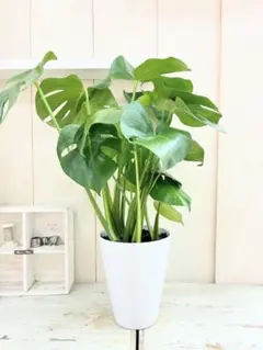 ♪モンステラ♪7号鉢直径約21㎝ 鉢底から葉先まで約87㎝ ♪モンステラ♪7号鉢直径約21㎝ 鉢底から葉先まで約95㎝ - メルカリ