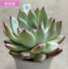 札付き！速達付き！ リンゼアナ いとうぐりーん 多肉植物 - メルカリ