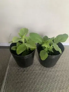 Hnin Hnin様 リクエスト 2点 まとめ商品