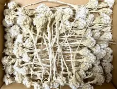 Item thumbnail for item 62ea31c6-a020-4183-a685-3c8b4266f4e1