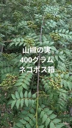 4.岡山県産 山椒の実 400グラム ネコポス箱のサムネイル