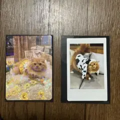 猫カフェmocha
