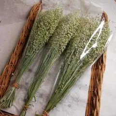 【野草ドライ】ヒメコバンソウ　姫小判草　20〜27cmサイズ 山草