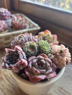 速達発送！chikochan様 リクエスト 3点 まとめ商品