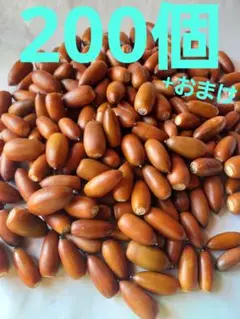 どんぐり　マテバシイ　200個