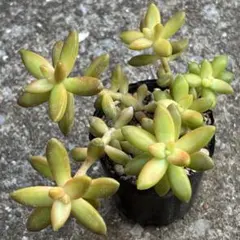 富岡義勇☆彡⚠️プロフィール必読⚠️様 リクエスト 2点 まとめ商品