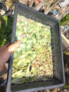 こ*う様 大量多肉葉挿し韓国苗エケベリア品種混合大小約500枚ミニミニ苗35こ普