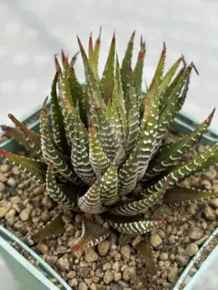 あーちゃん様 リクエスト 3点 まとめ商品