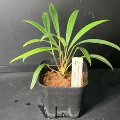 Homalomena "1000 x ハセ(細)" 【LA-hyb.22-01】のサムネイル