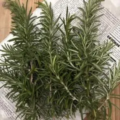 発送可能 無農薬 ローズマリー 挿し木苗 30本 - メルカリ