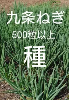 こっきー様 リクエスト 3点 まとめ商品