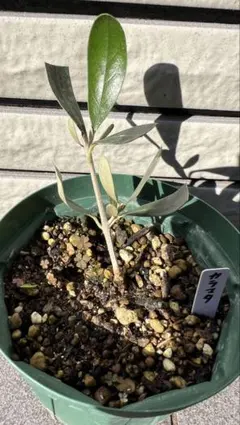 2025年最新】オリーブカラマタの人気アイテム - メルカリ