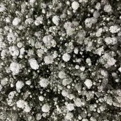 かすみ草　生花　40本