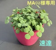 MA☺︎✌︎様 リクエスト 4点 まとめ商品　速達