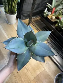 チタノタブルー 選抜 大株 mqdefault.jpg