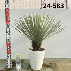 2025年最新】ロストラータ ユッカの人気アイテム - メルカリ