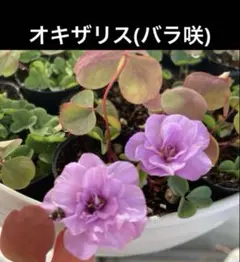 ふにゃんこ様 リクエスト 3点 まとめ商品