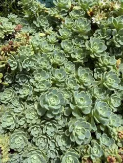 多肉植物 セダム 小桃 スプリングワンダー×だるま姫秀麗 12カット