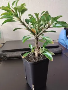 早い者勝ち☆国内実生株！】 フォークイエリア プルプシー 鉢のまま発送 83