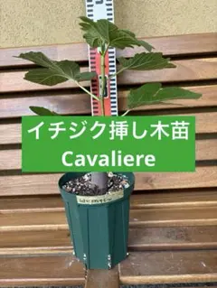 イチジク苗　Cavaliere 挿し木　6282のサムネイル