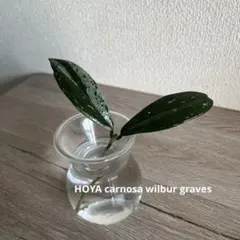 2026年最新】WILBUR gravesの人気アイテム - メルカリ
