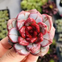 レナ＆リオ様 リクエスト 2点 まとめ商品