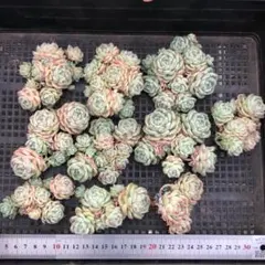 ぷ*く様 多肉植物 10個 2026-0512-MLJP-009 アンバーヴェー