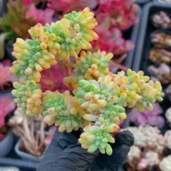 みきなも様 リクエスト 4点 まとめ商品