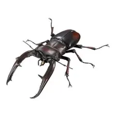マンディブラリスフタマタクワガタ いきもの大図鑑 アドバンス