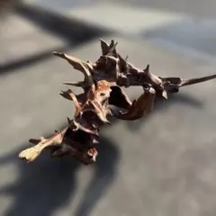 m*o様 茶色い流木 約55cm 工作素材