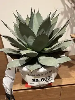 アガベ AGAVE パリー トランカータ 縞斑 オバティフォリア パラサナ