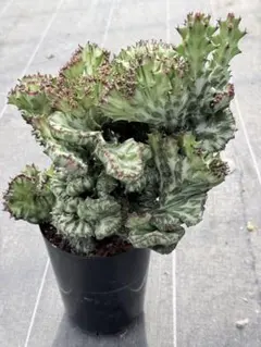 ユーフォルビア ラクテア マハラジャ ホワイトゴースト 綴化 観葉植物